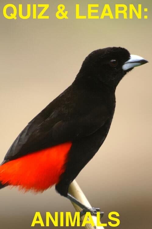 Quiz & Learn: Animals cover art