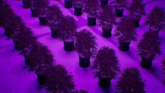 WeedEx: Drug Express Delivery screenshot 3